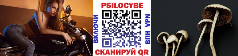 hydra онион  что такое   Кимры  Псилоцибиновые грибы Cubensis 
